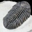 Nice, Austerops Trilobite - Morocco #54397-3